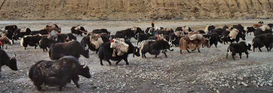 yaks migrating