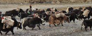 yak